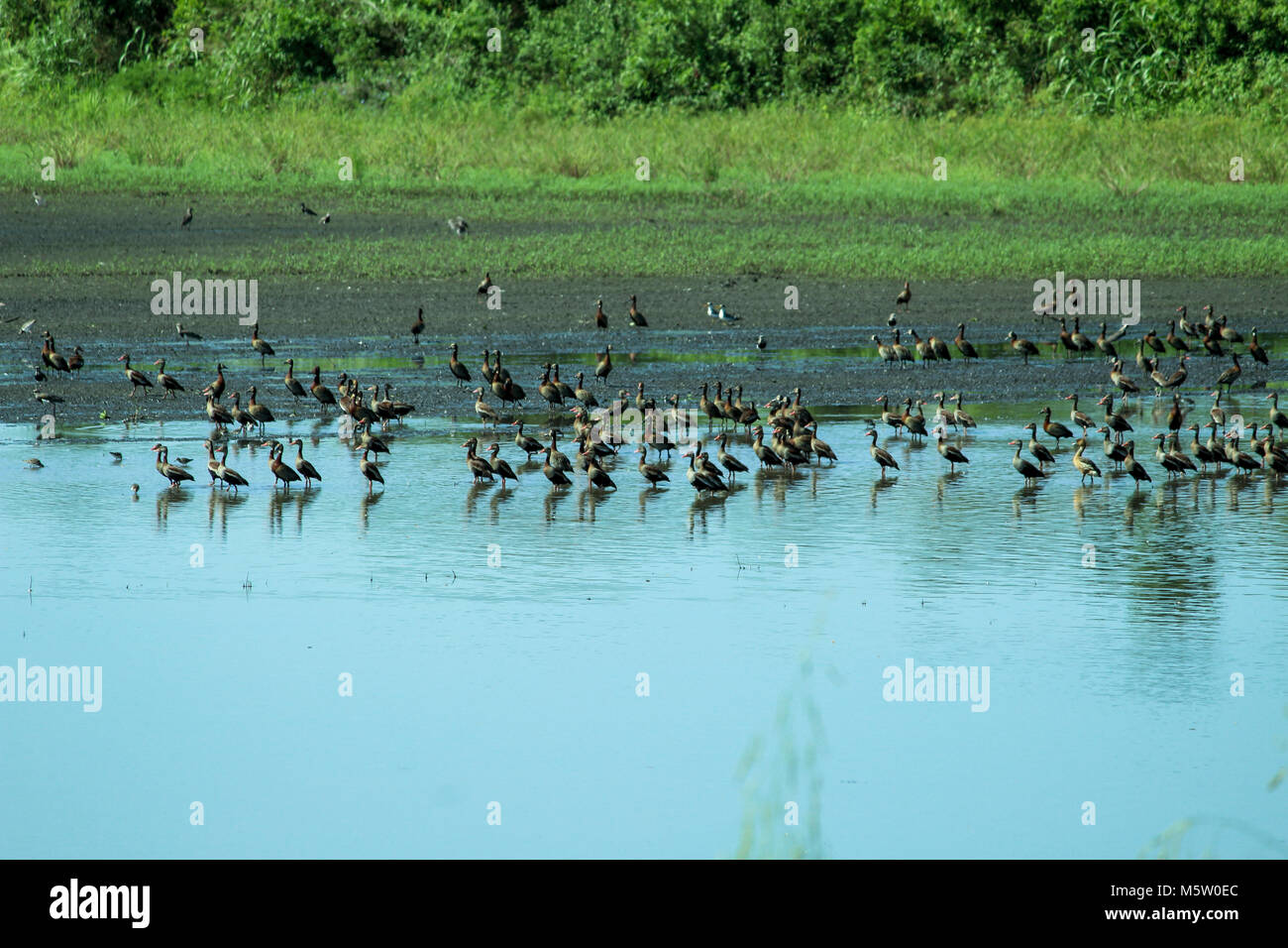 Aves Migratórias Banque D'Images