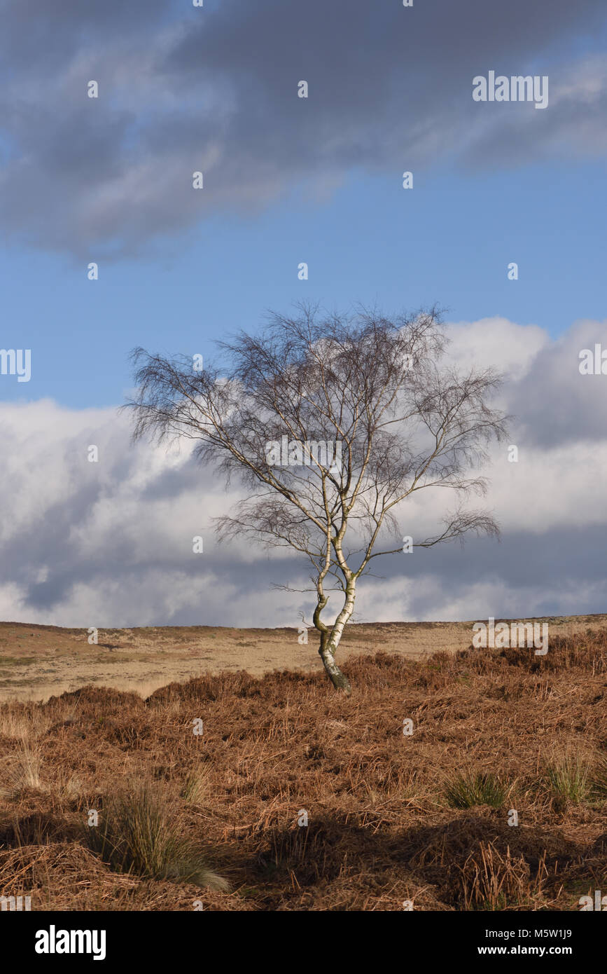 Hiver sans feuilles de bouleau verruqueux (Betula pendula) croissant parmi les morts de la fougère, la bruyère et les herbes sur Froggatt Edge. Froggatt, Derbyshire, Royaume-Uni. Banque D'Images