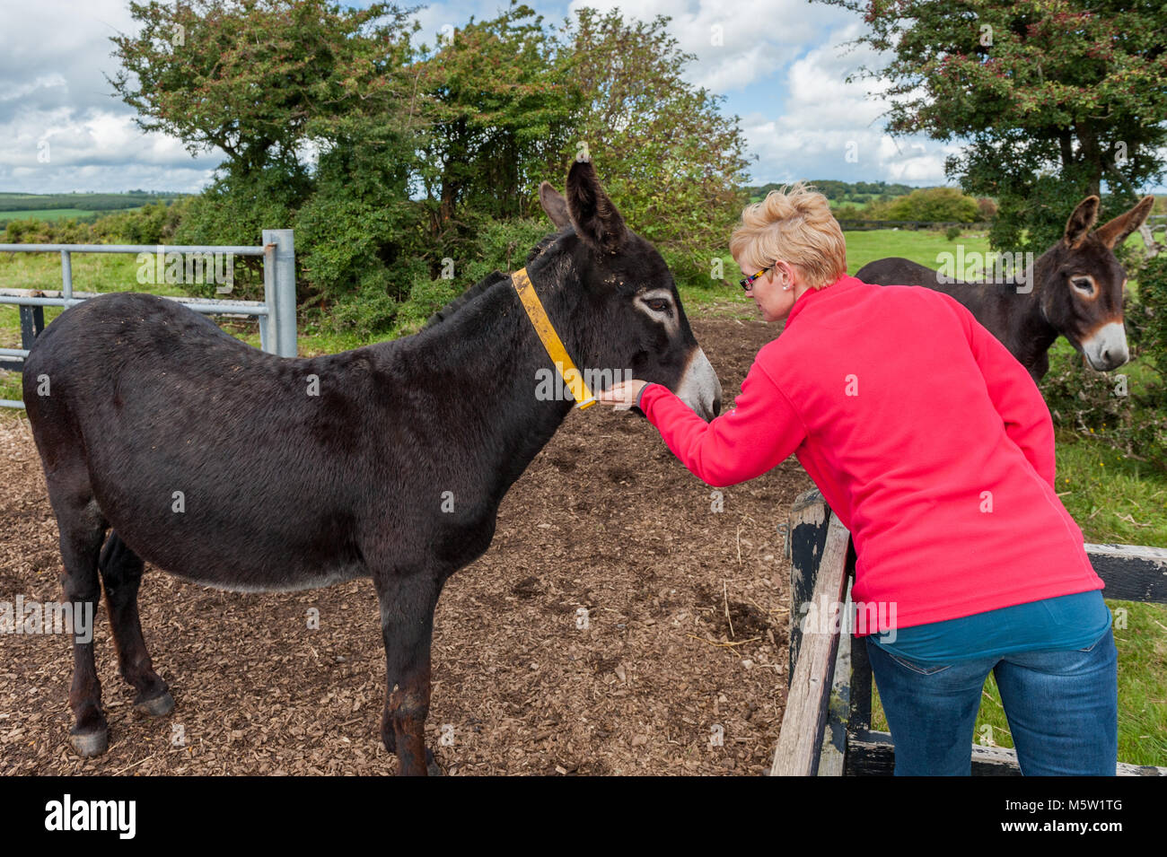 Femme de flatter un âne à l'Donkey Sanctuary, Liscarroll, comté de Cork, Irlande. Banque D'Images