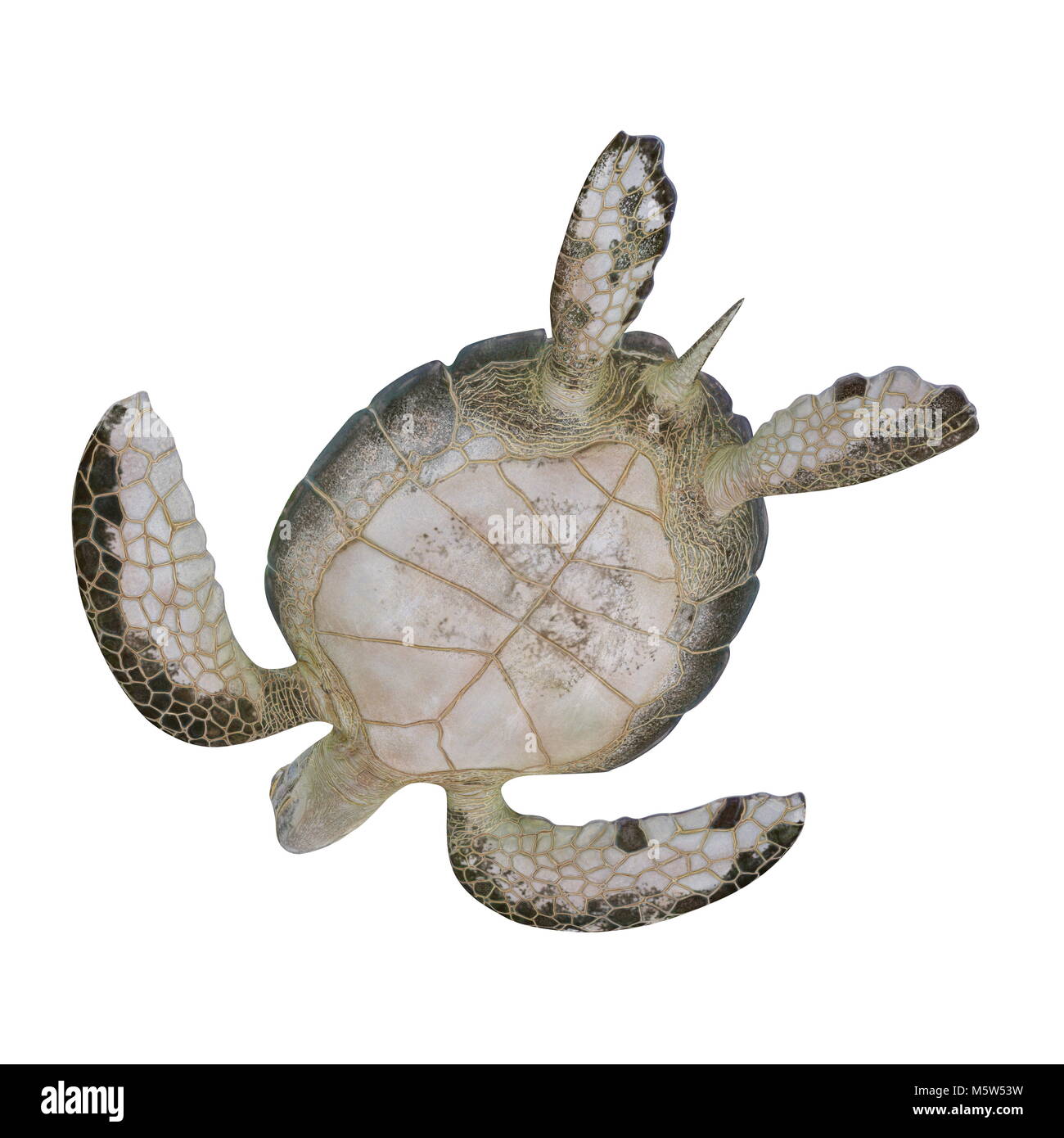5 Carapaces De Tortue Cosplay EVA – Réglables – Adultes Et Enfants – Ninja Turtle – Halloween, Carnaval