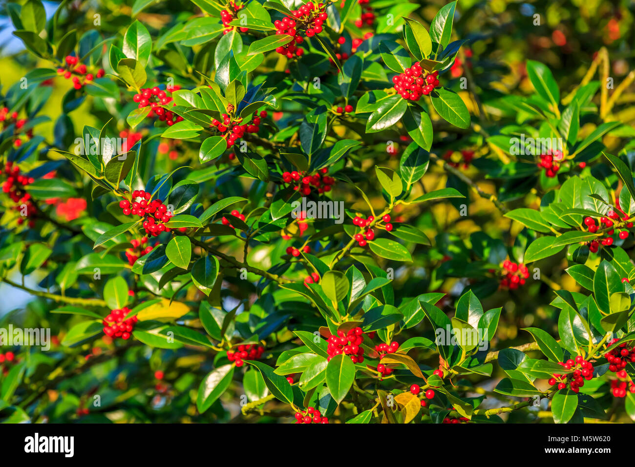 Fruits rouges contre un profond vert feuilles arrière-plan. Banque D'Images