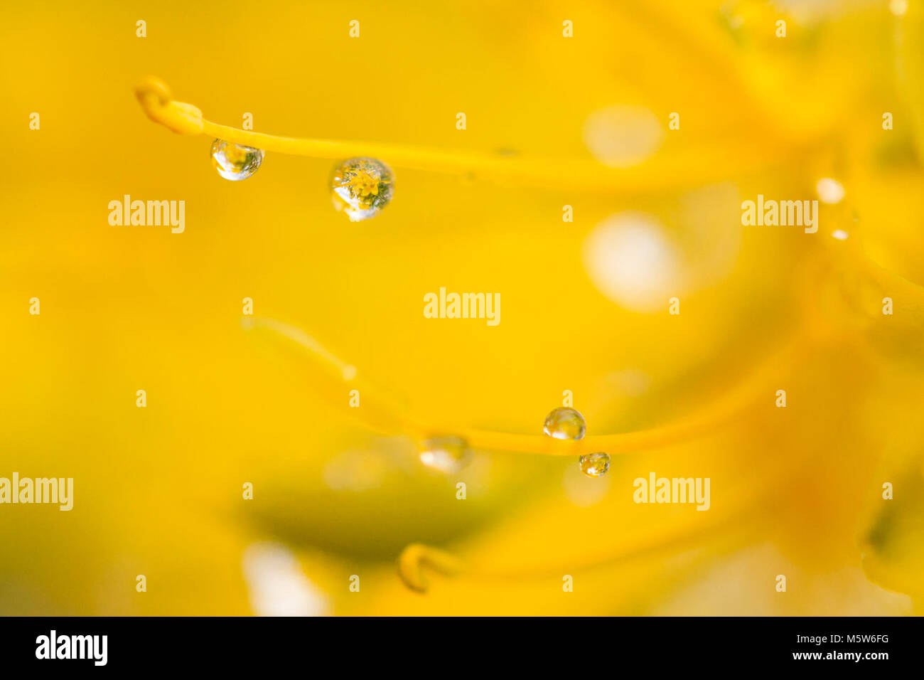 Les gouttelettes d'eau brûlante (Peritoma sur arborea) fleurissent dans Wilson Canyon, . Banque D'Images