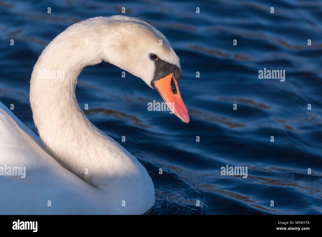 Cygne tuberculé Banque D'Images