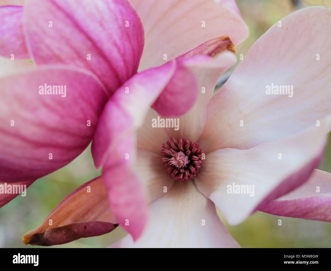 Vue macro d'une fleur de magnolia rose Banque D'Images