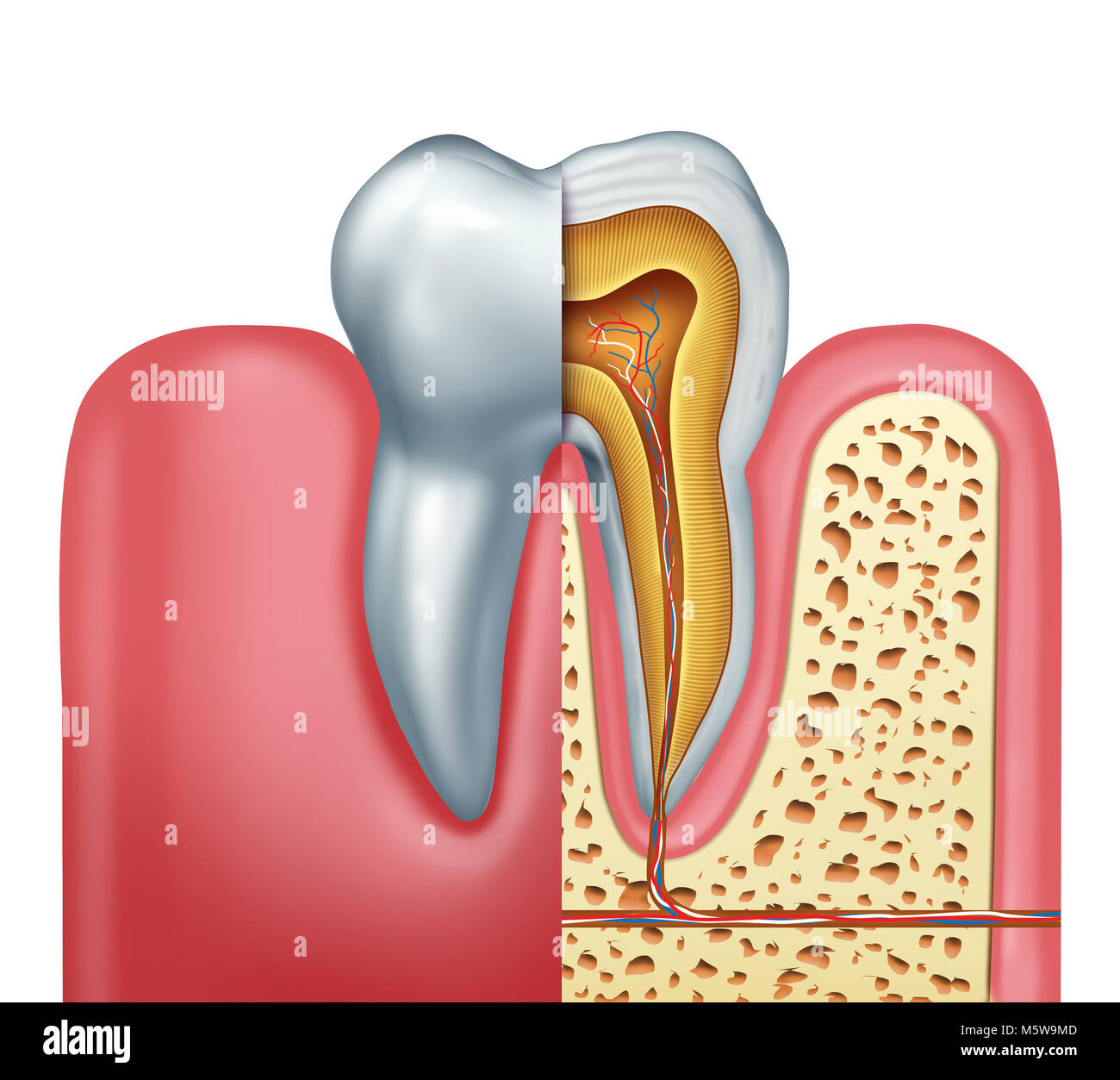 Les droits de l'anatomie des dents dentisterie medical concept comme une coupe d'une molaire inférieure avec les nerfs et le symbole de canal comme un 3D illustration. Banque D'Images