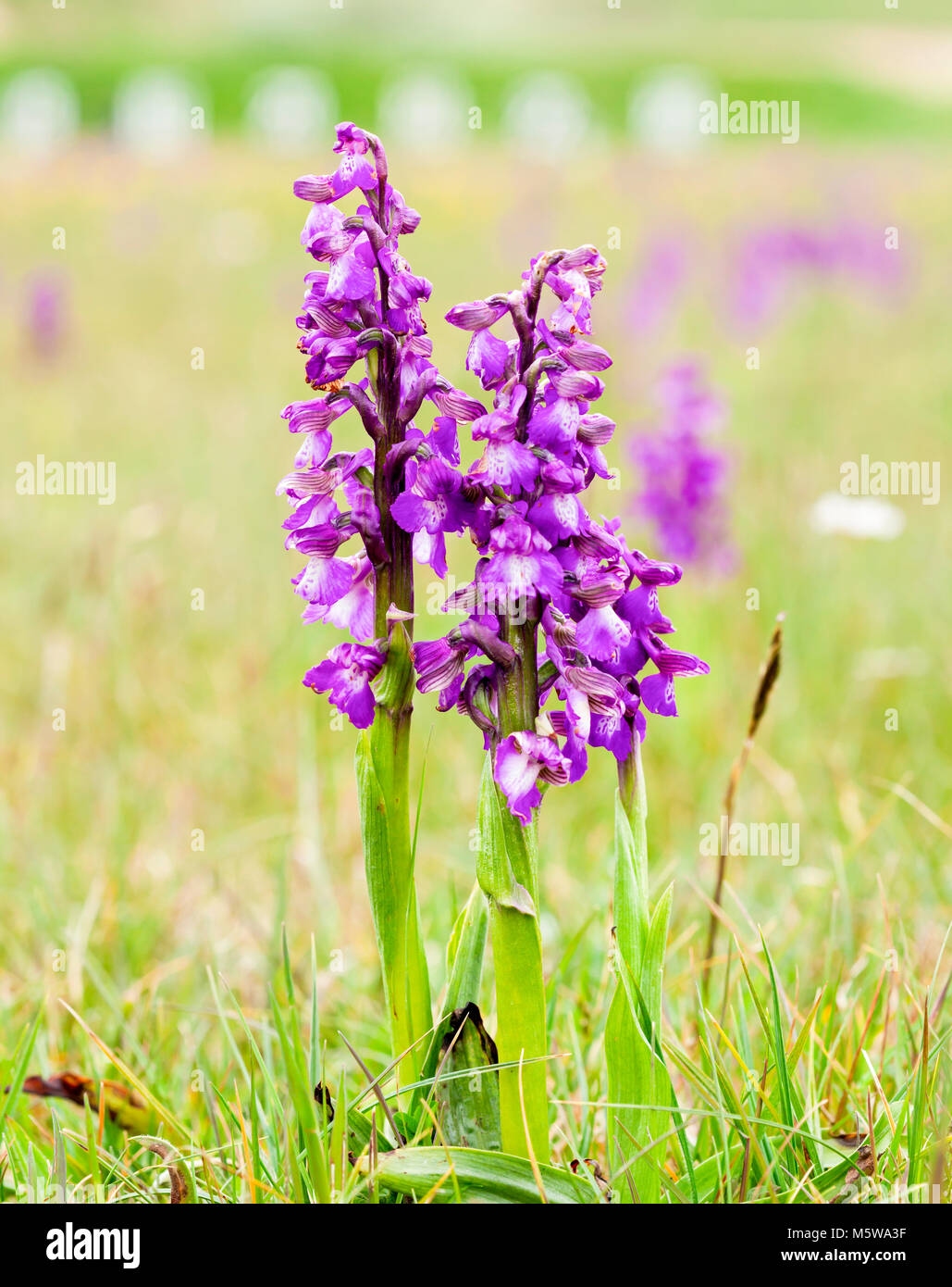 Green-winged orchid Banque D'Images