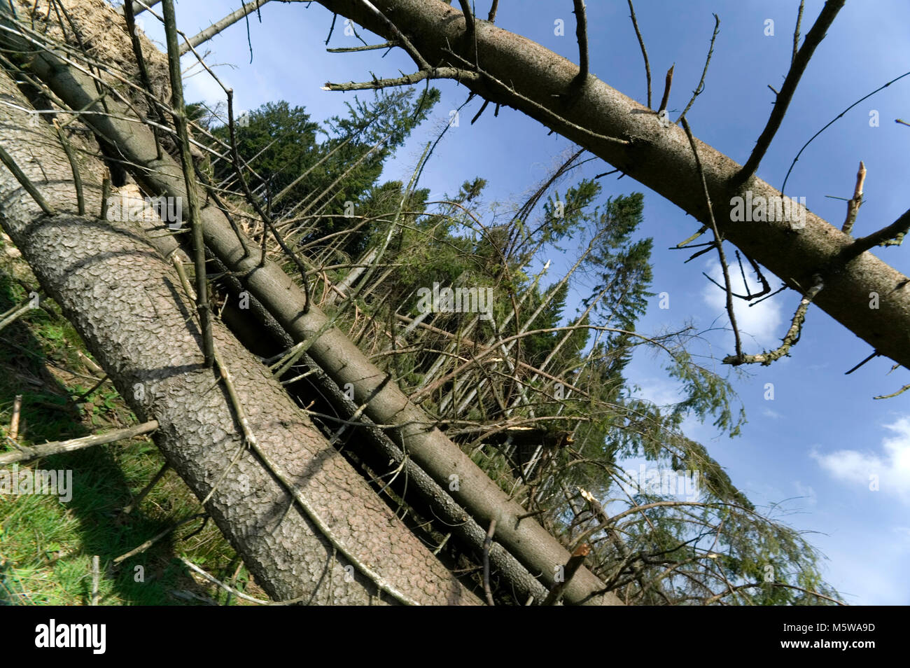 La tempête après la tempête Kyrill en 2007, Lüdenscheid, Rhénanie du Nord-Westphalie, Allemagne, Europe Banque D'Images