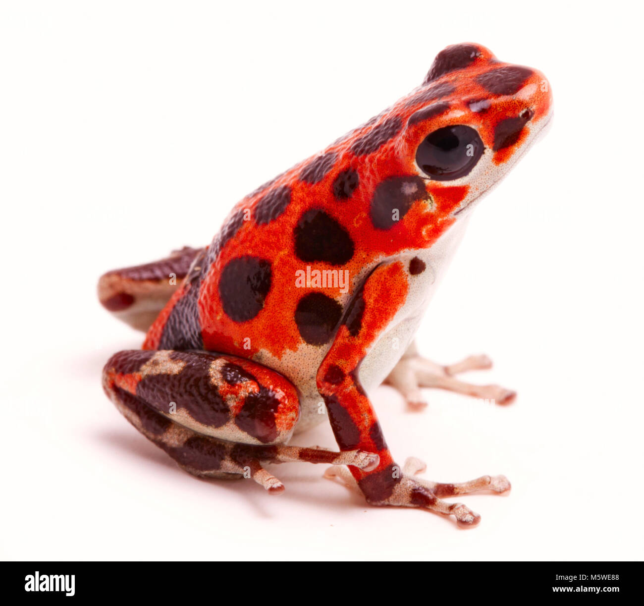 Poison dart frog, une flèche ou morph trouvés sur Red Frog Beach, Bastimentos, Bocas del Toro, PANAMA.la forêt tropicale, des animaux venimeux Oophaga pumilio Banque D'Images Poison dart frog, une flèche ou morph trouvés sur Red Frog Beach, Bastimentos, Bocas del Toro, PANAMA.la forêt tropicale, des animaux venimeux Oophaga pumilio Banque D'Images