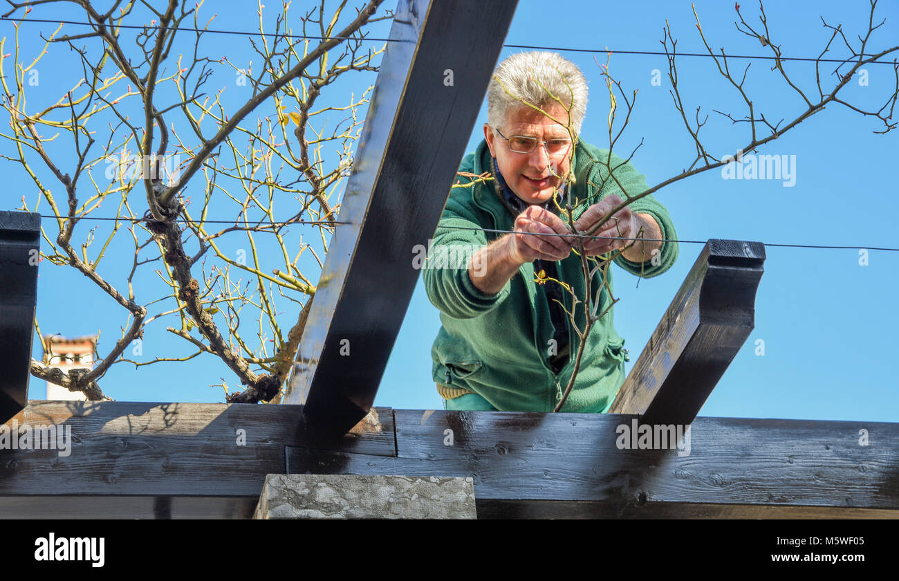 Jardinier professionnel prépare les plantes de printemps dans le jardin public. Banque D'Images