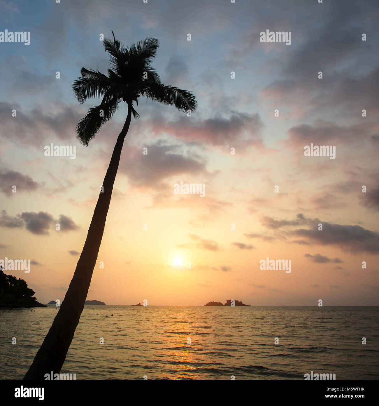 Seul palmier sur la plage tropicale à l'incroyable coucher du soleil. Banque D'Images