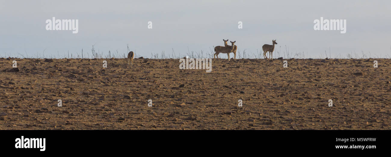 Stand du cerf de Virginie sur la crête à la Prairie de préserver en Pawhuska, New York, Février 2018 Banque D'Images