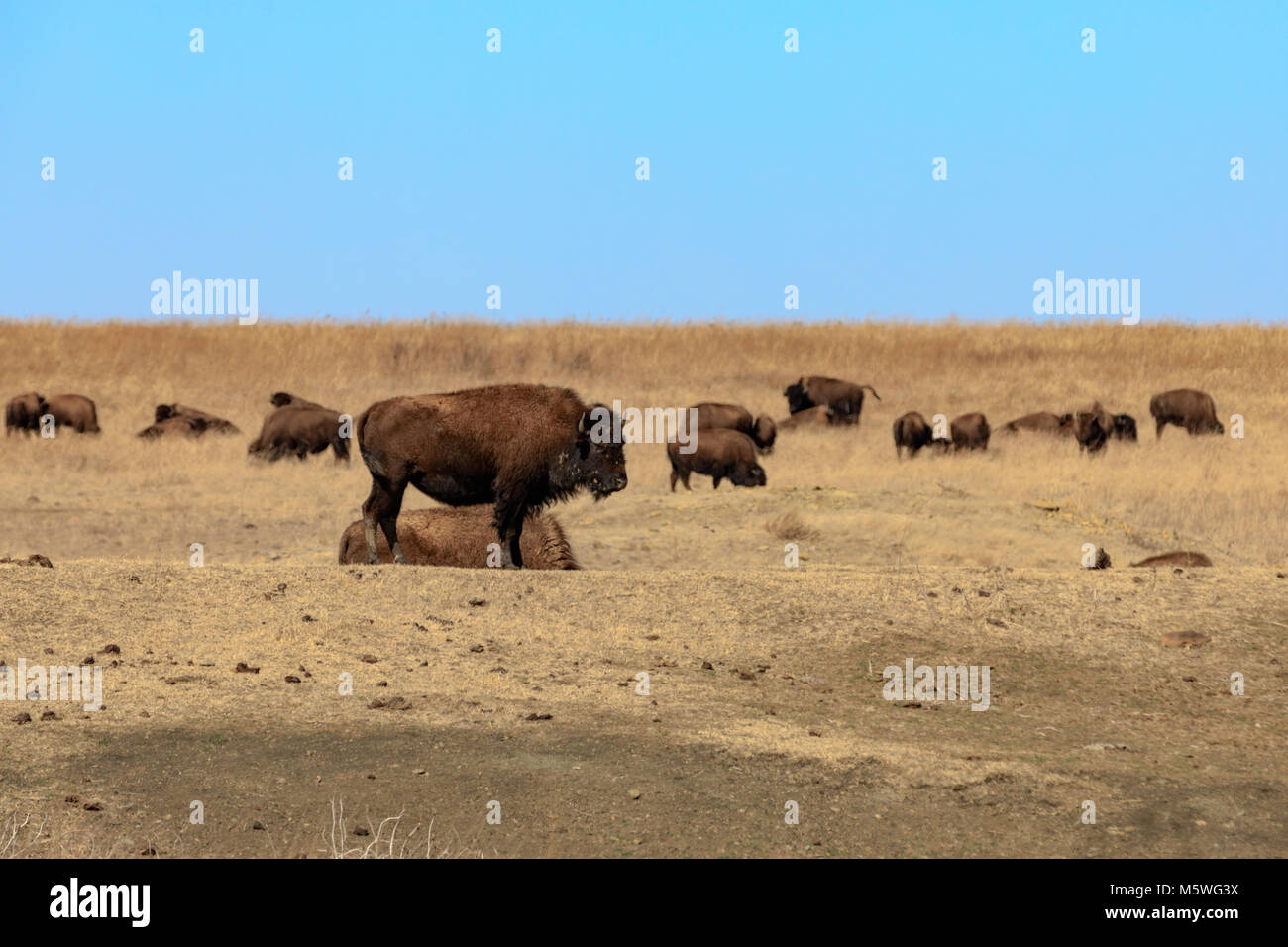 Bison d'Amérique se réunissent pour se reposer dans l'herbe à la Prairie de préserver en Pawhuska, New York, Février 2018 Banque D'Images