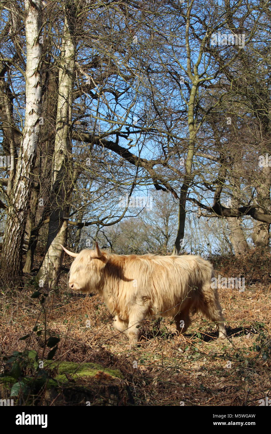 Highland cattle grazing in l'ancienne forêt de Cobham, Essex Banque D'Images