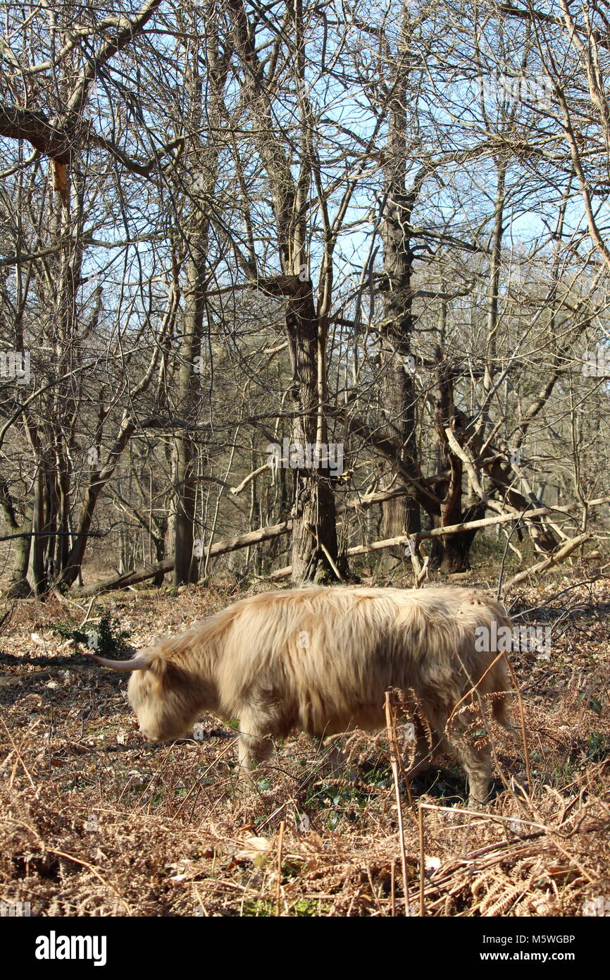 Highland cattle grazing in l'ancienne forêt de Cobham, Essex Banque D'Images