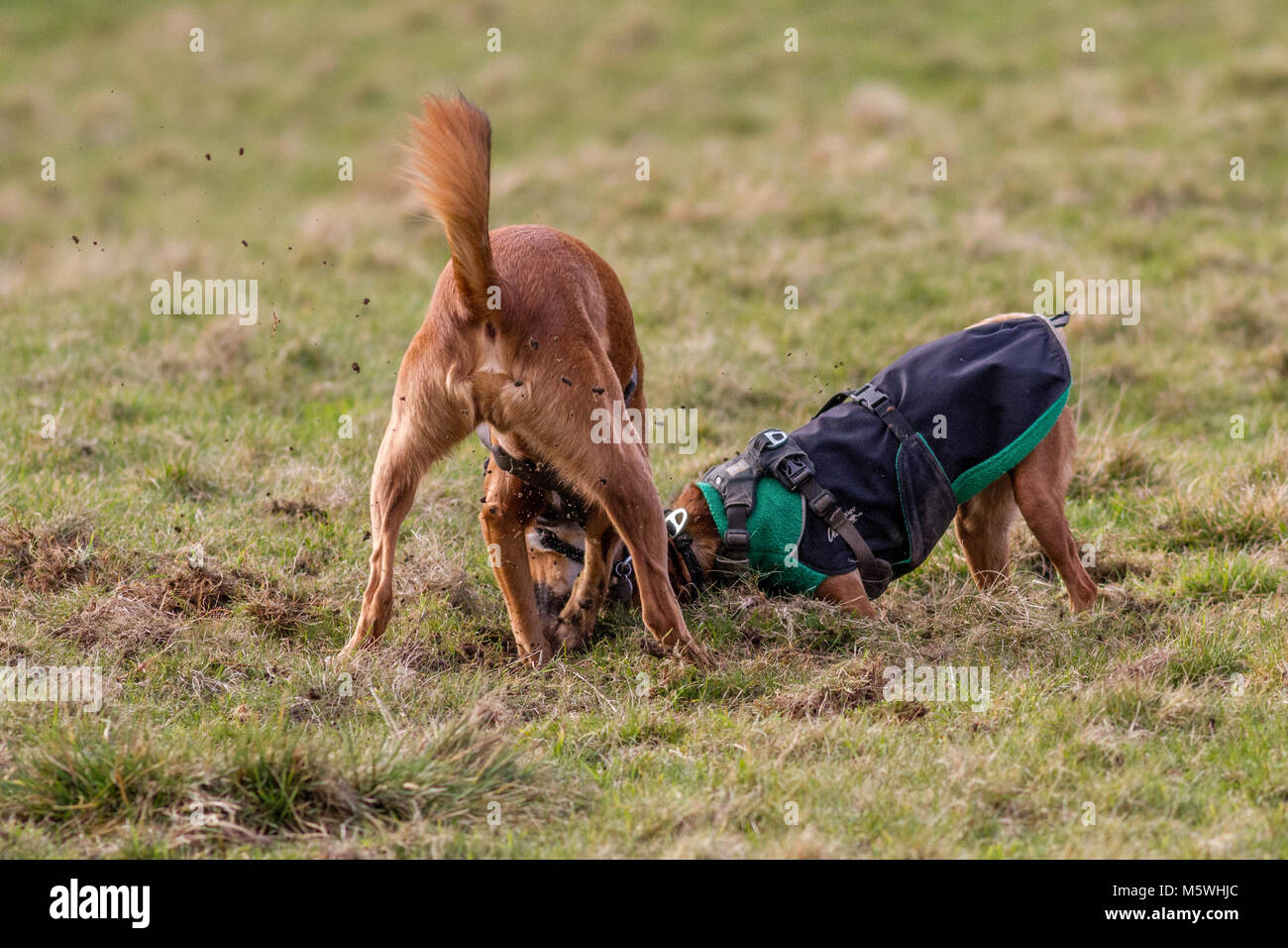 Deux chiens de creuser dans l'herbe, de s'amuser ensemble Banque D'Images