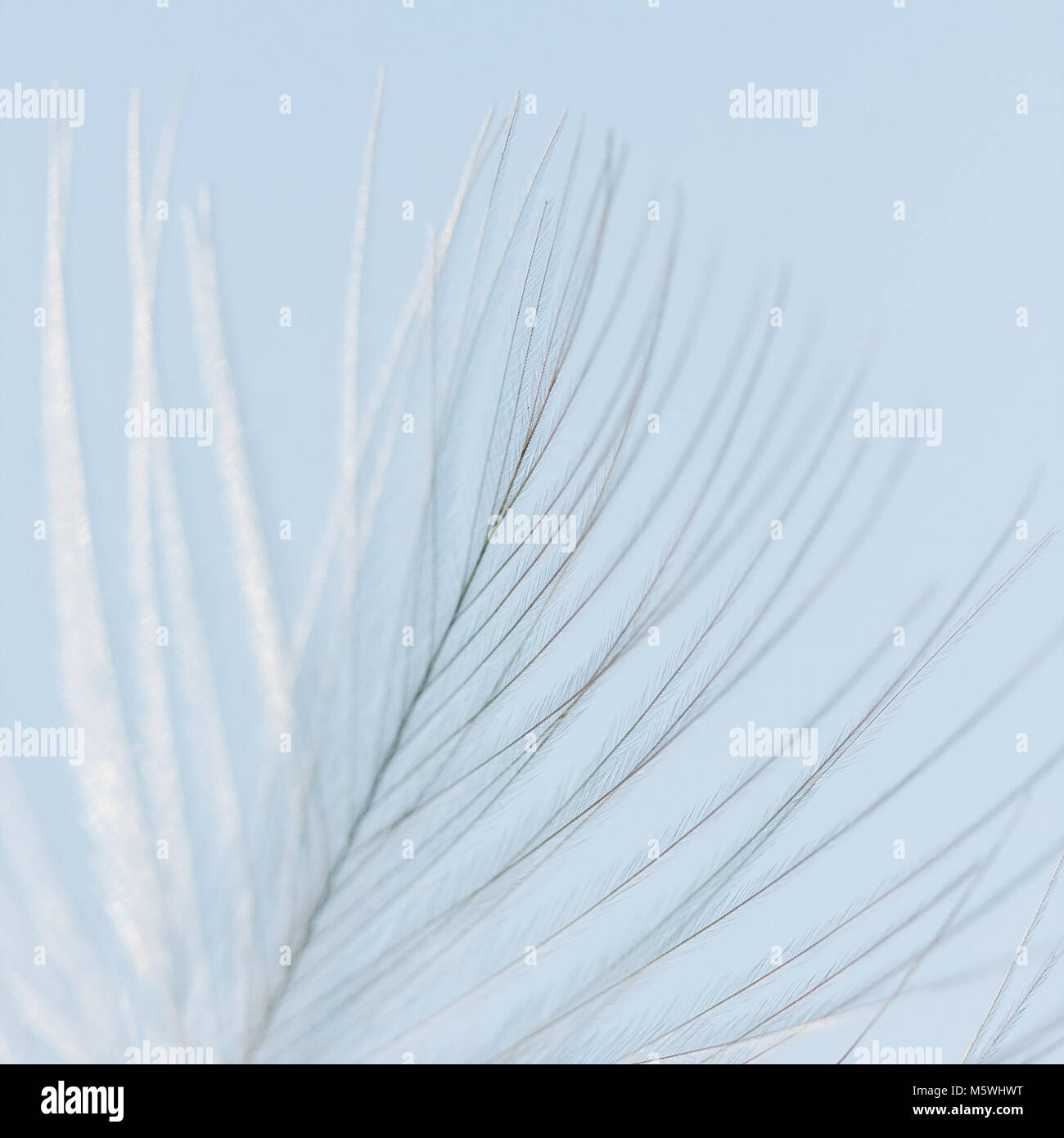 Feather contre le ciel bleu. Abstract detail background Banque D'Images