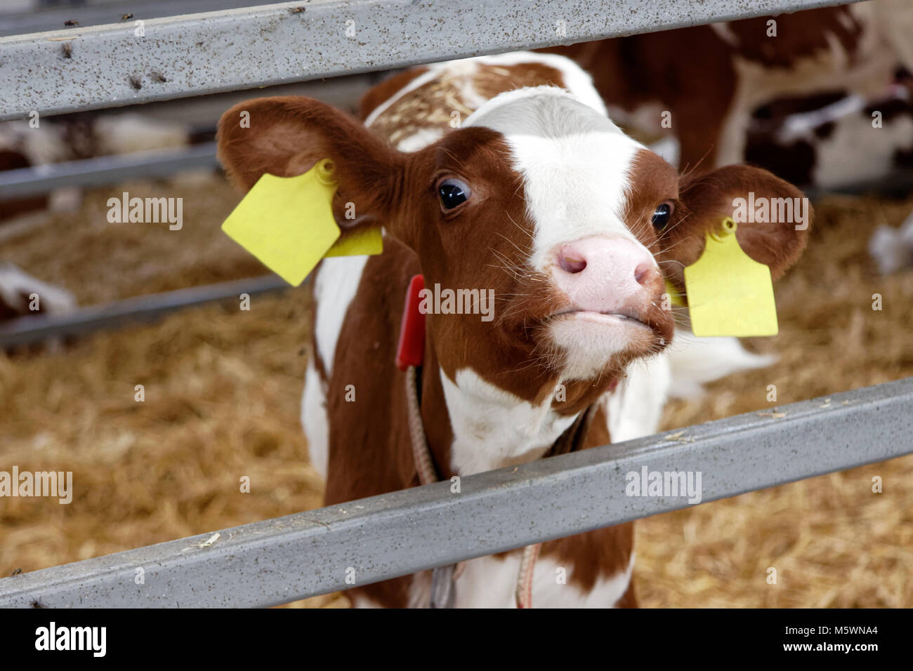 Vaches dans une étable de la ferme. L'industrie de l'Agriculture, de l'agriculture et l'élevage Banque D'Images