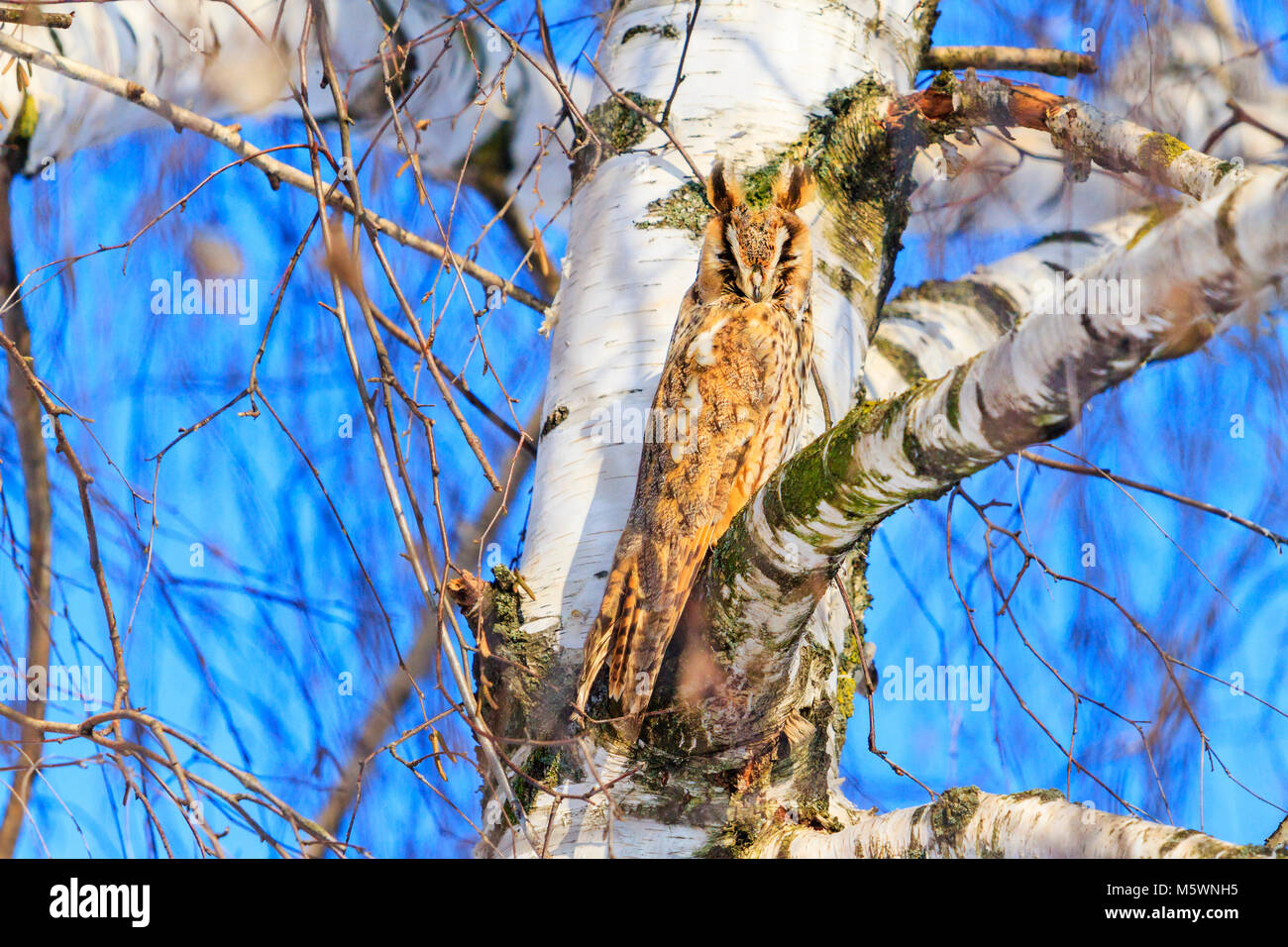 Owl se cacha dans l'arrière-plan de bouleau Banque D'Images