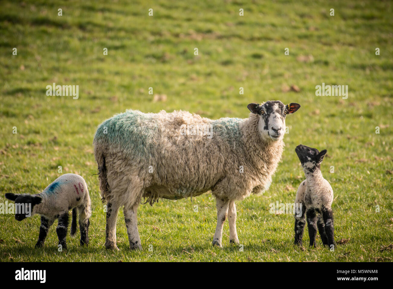 Les premiers agneaux de 2018 entre l'arrad pied et Penny Bridge en Cumbria Banque D'Images