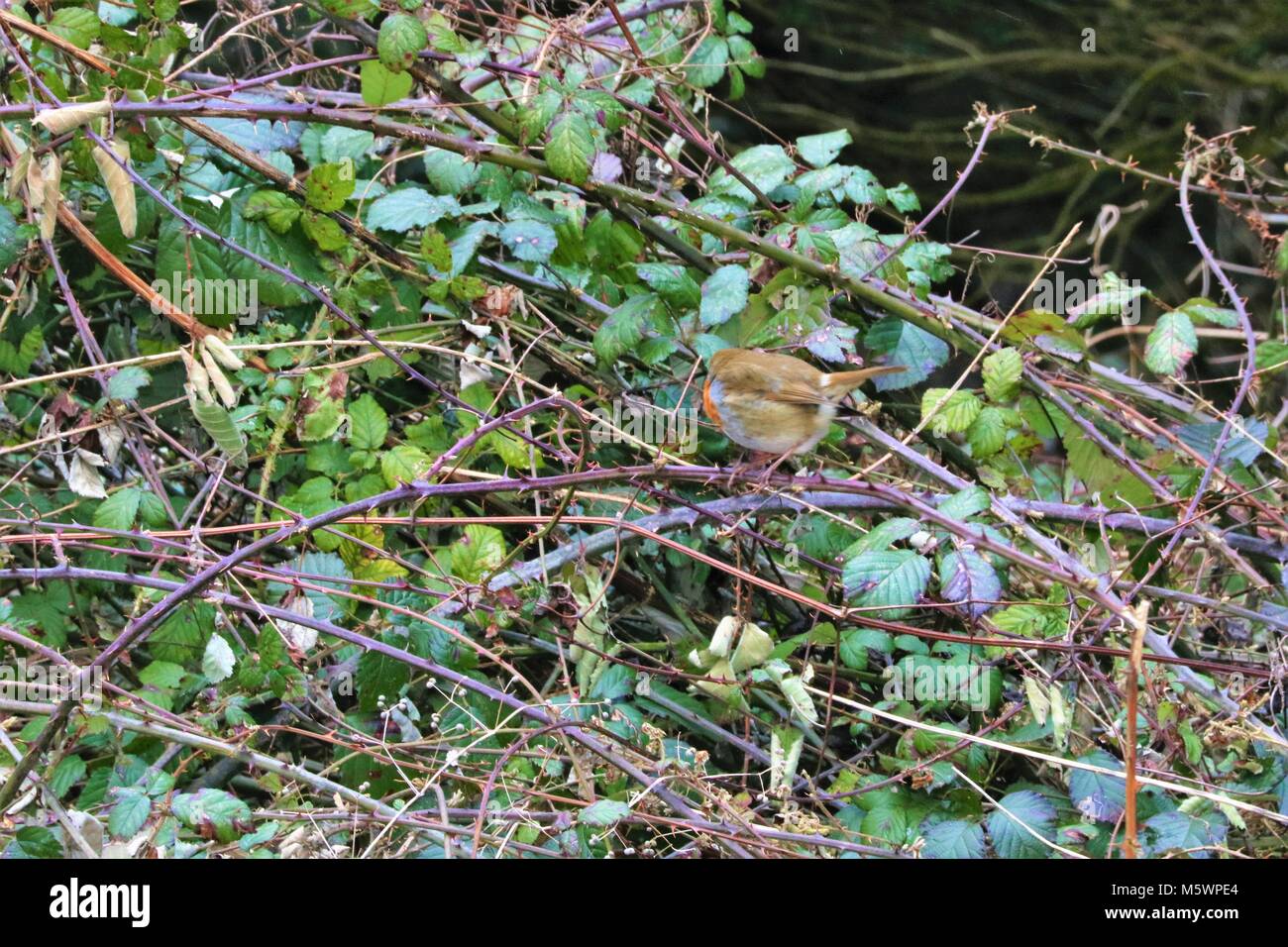 Robin à poitrine rouge sur ronces en hiver Banque D'Images