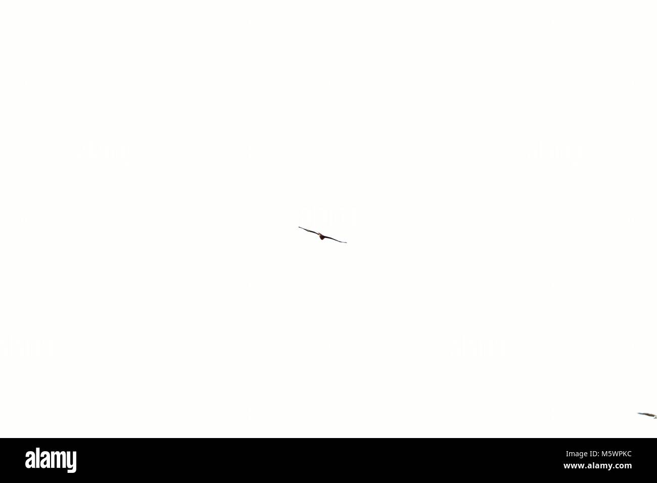 Le Cerf-volant rouge contre un ciel blanc Banque D'Images
