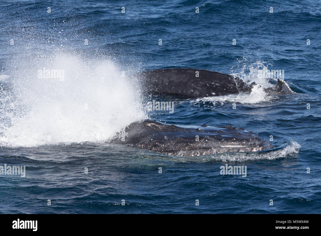 Deux baleines à bosse en surface un groupe compétitif, près de San Jose del Cabo, Baja California Sur, Mexique Banque D'Images