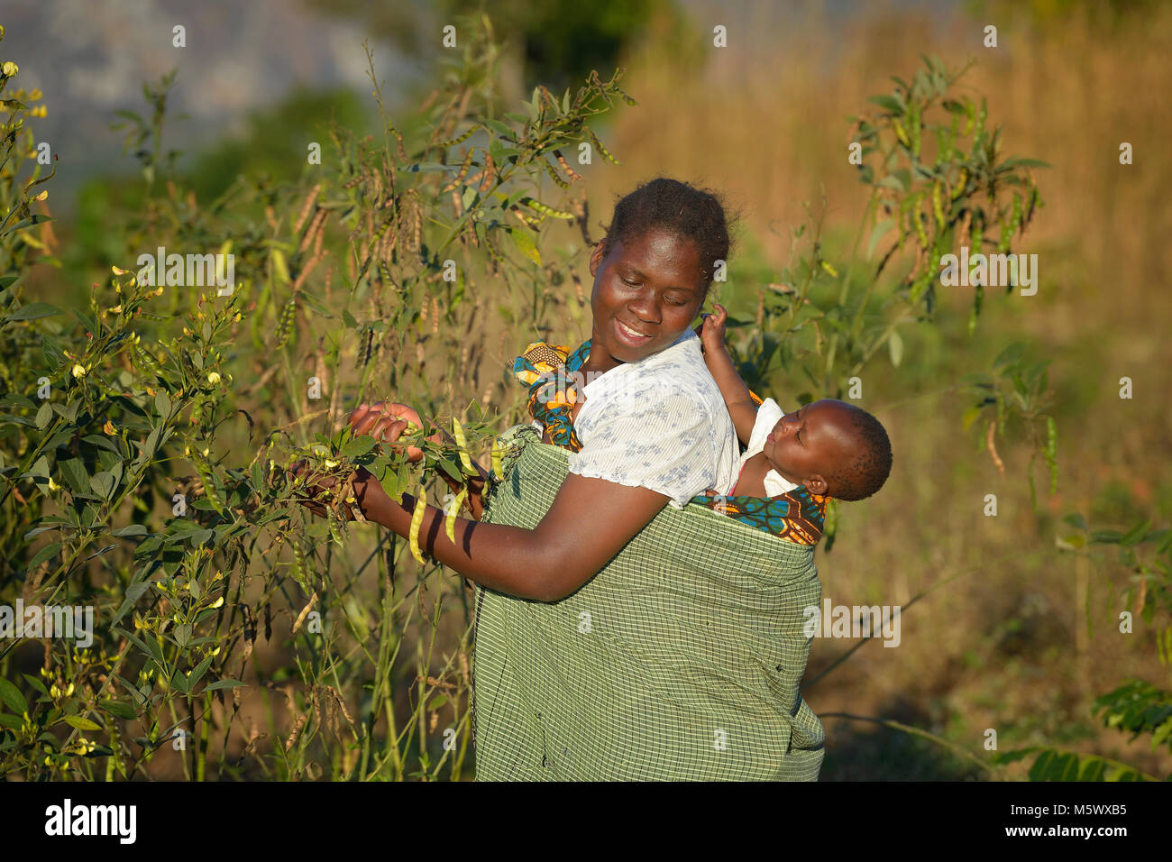 Merci de Mwanza et de ses quatre mois de récolte de pois Modesta Edundu, Malawi. Banque D'Images
