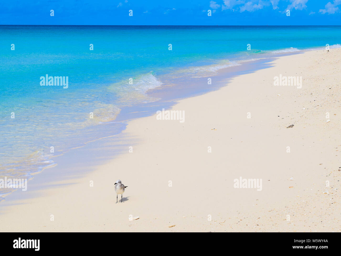 À seulement 50 kilomètres de Miami se trouve la plages de sable blanc et des eaux cristallines de l'île des Caraïbes de North Bimini, Bahamas Banque D'Images