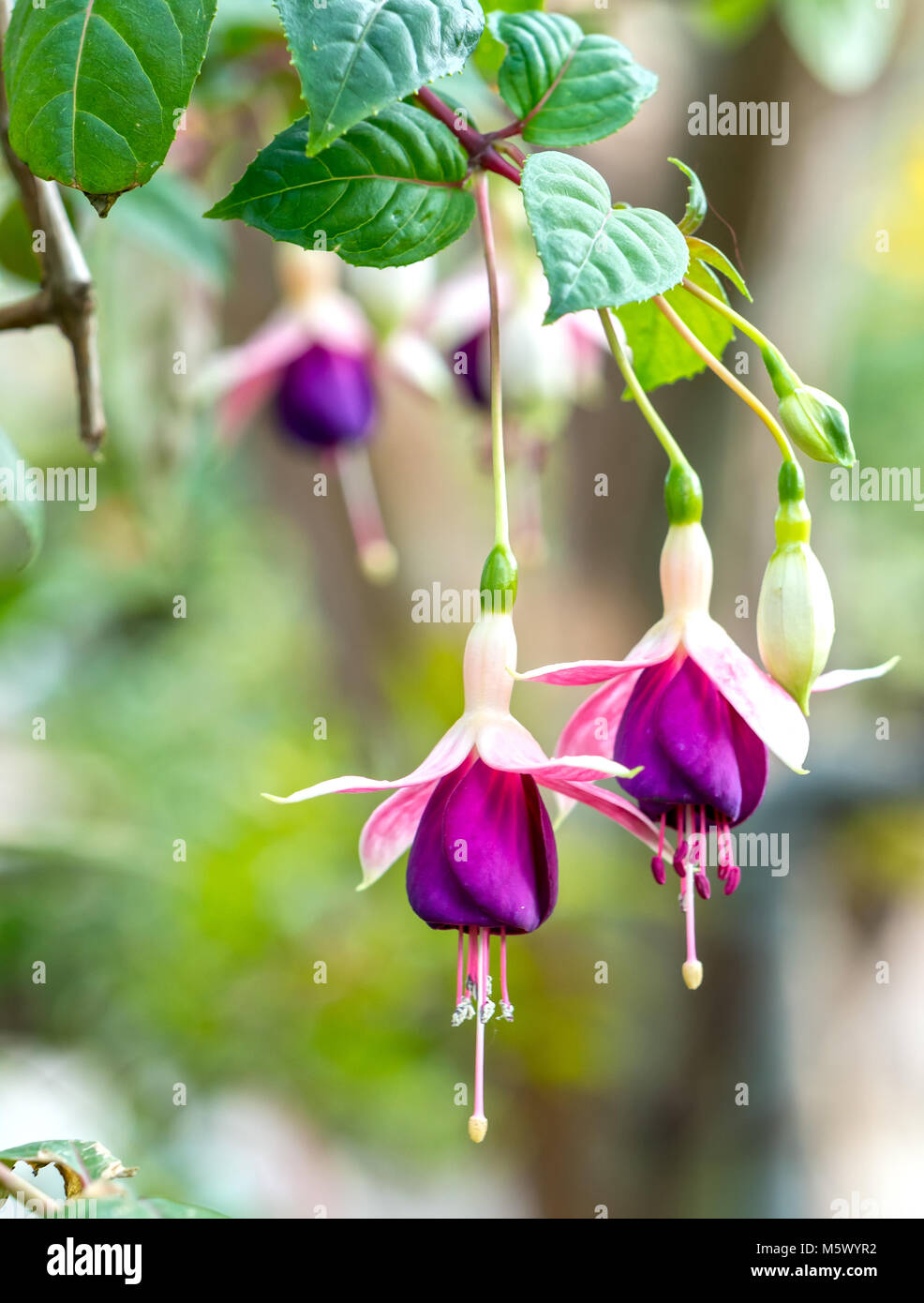Fleurs Fuschia brillent comme de jolies petites lanternes vacillent sous la lumière du soleil reflétée fiery fraîcheur. Banque D'Images