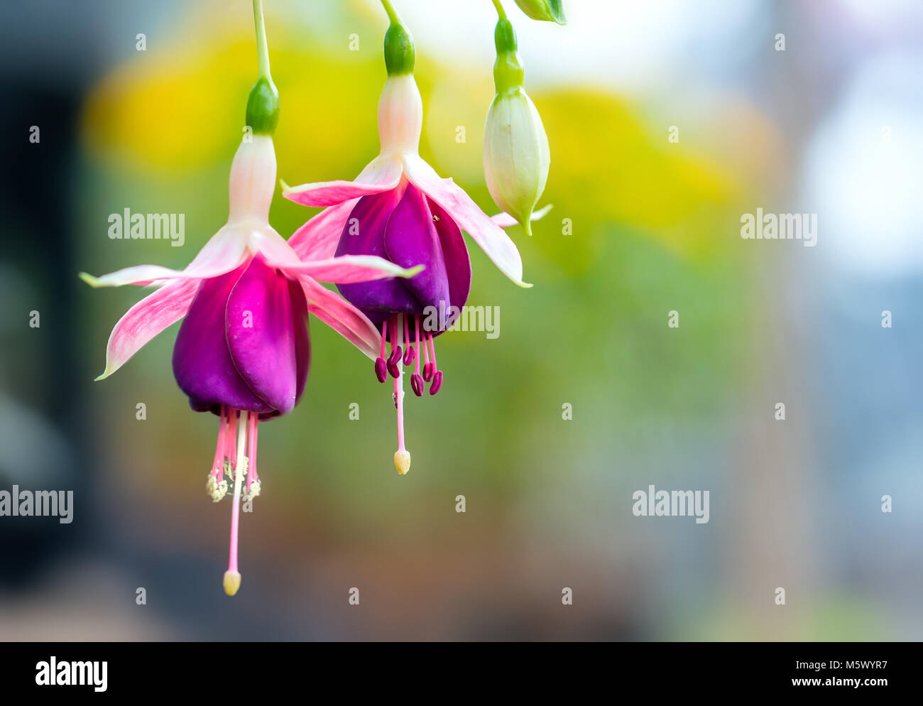 Fleurs Fuschia brillent comme de jolies petites lanternes vacillent sous la lumière du soleil reflétée fiery fraîcheur. Banque D'Images