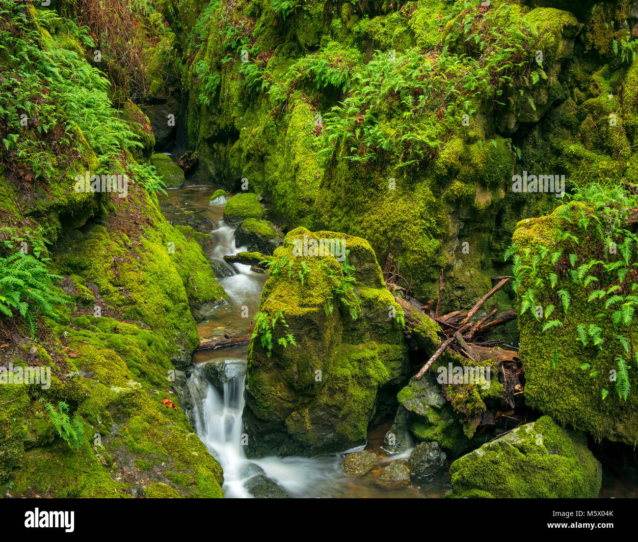 Cataract Creek Canyon, de la cataracte, le Mont Tamalpais, comté de Marin, en Californie Banque D'Images