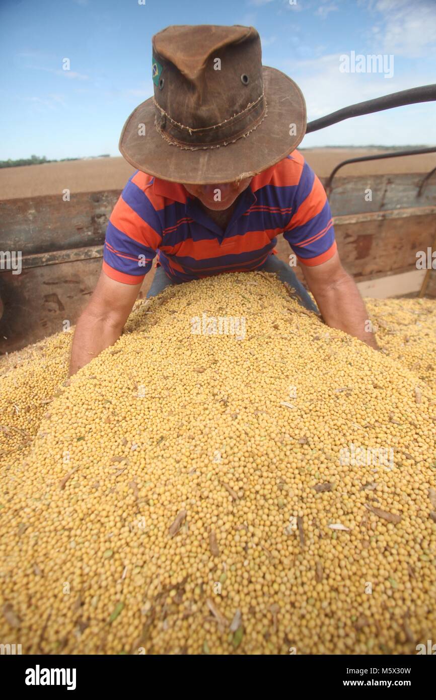 CAMPO MOURÃO, Communication - 26.02.2018 : DE SOJA COLHEITA ACELERADA AUCUN PR - Agriculteurs de Campo Mourão, dans la région centre-ouest du Paraná, accélèrent la récolte du soja en raison de la météo cette semaine. Les agriculteurs sont optimistes sur les résultats qu'ils prennent à partir de cultures, s'établissant en moyenne entre 160 et 180 sacs de soja par le boisseau. Sur la photo, la qualité de l'agriculteur du soja récolté sur sa propriété. (Photo : Dirceu Portugal/Fotoarena) Banque D'Images