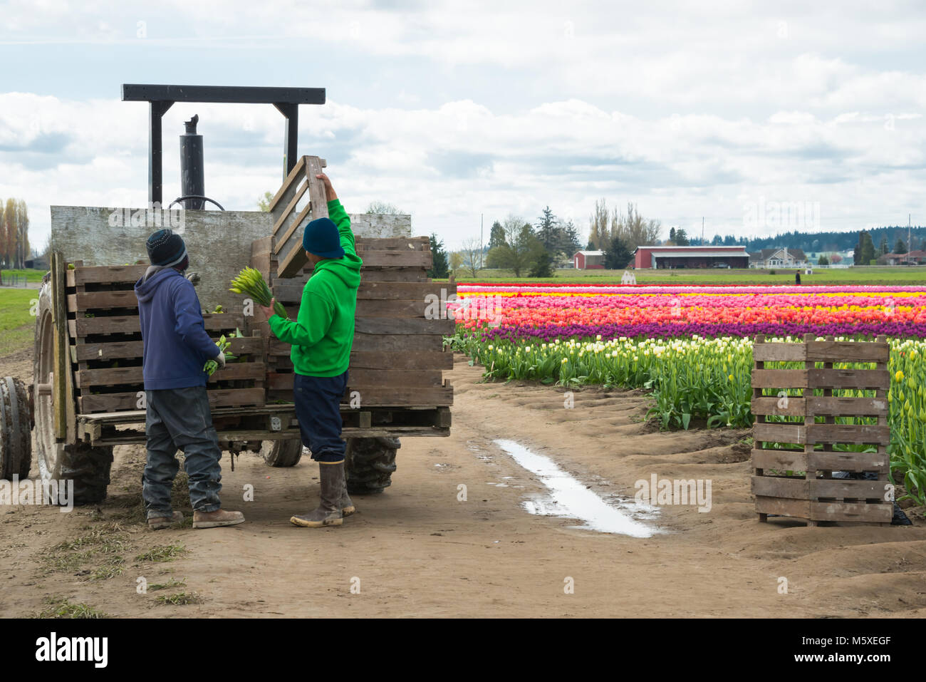Les travailleurs agricoles migrants Fleurs Chargement sur remorque tracteur agricole sur Banque D'Images