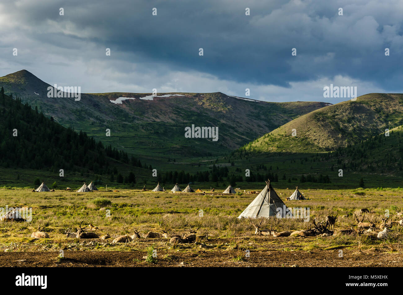 La vie Tsaatan, gardien de rennes, Tsaaganuur, Mongolie Banque D'Images