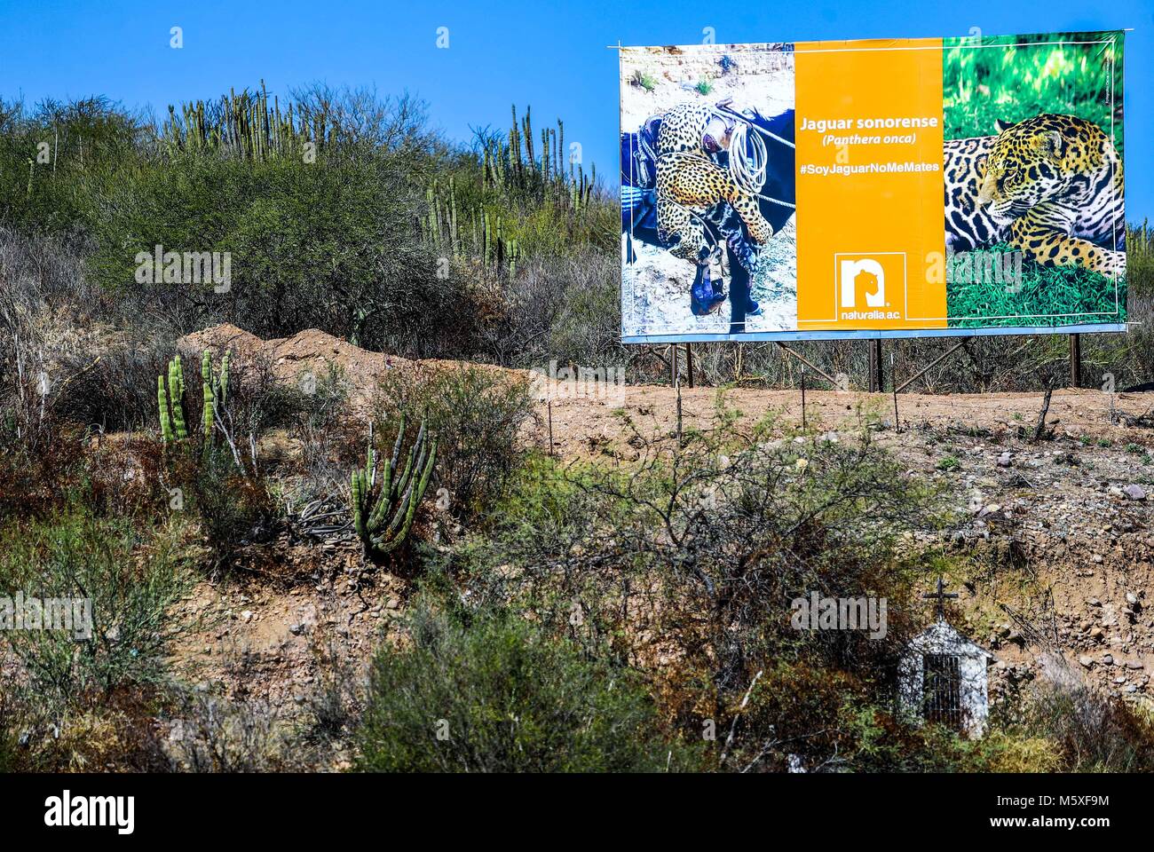 Espectacular de la AC print que Naturalia el mensaje acerca del postín al Jaguar sonorense en la entrada al pueblo de Moctezuma en la ruta de la sier Banque D'Images