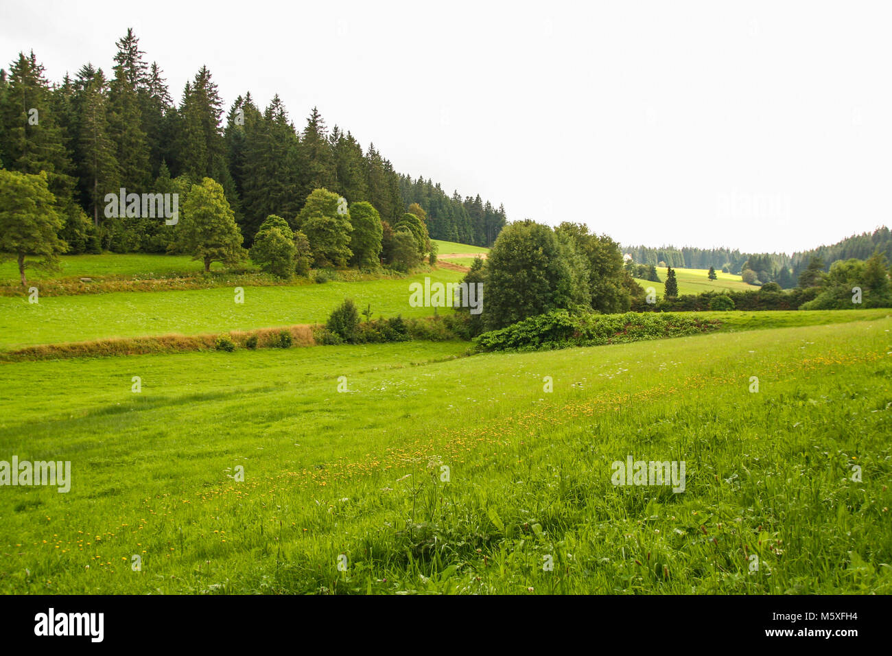 Paysage de forêt-noire, Schwarzwald, Allemagne Banque D'Images