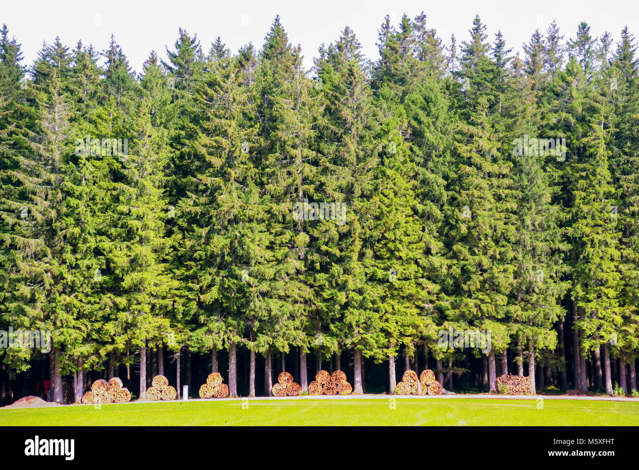 Ligne de pines avec bois coupé dans la Forêt-Noire, Allemagne Banque D'Images