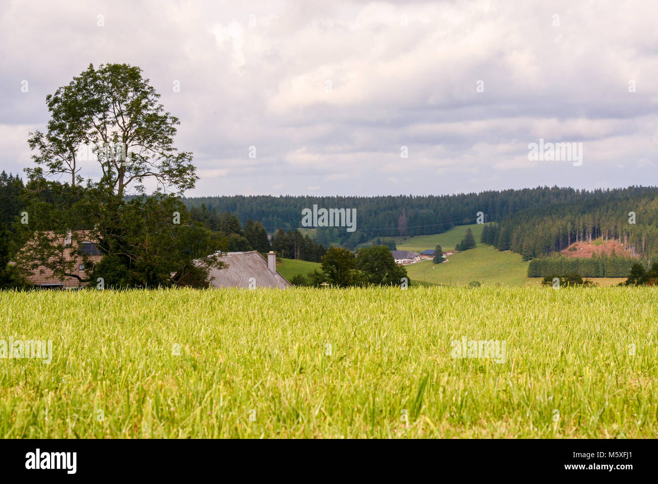 Paysage de forêt-noire, Schwarzwald, Allemagne Banque D'Images