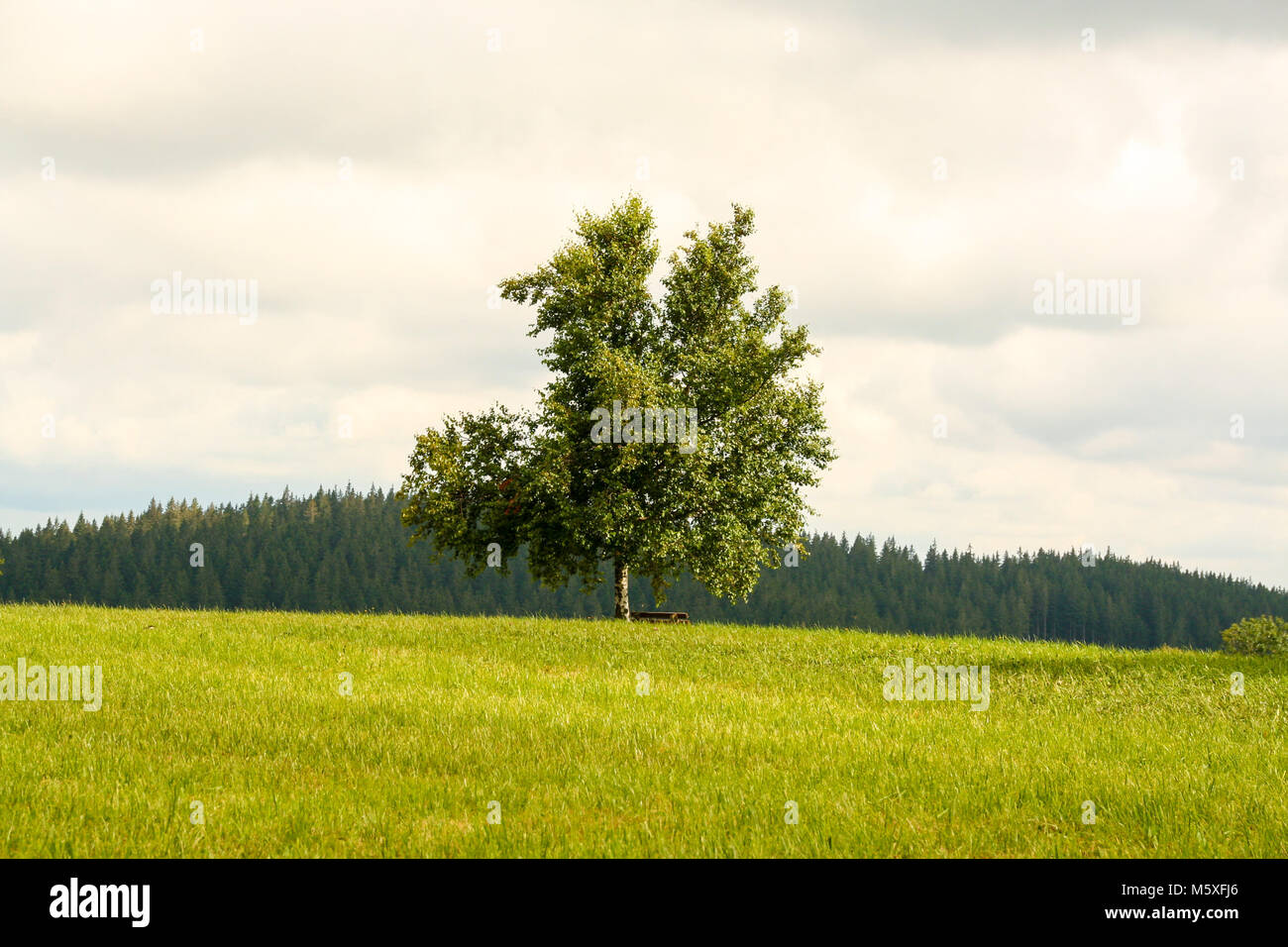 Lonely tree dans un champ vert dans la Forêt-Noire, Allemagne Banque D'Images