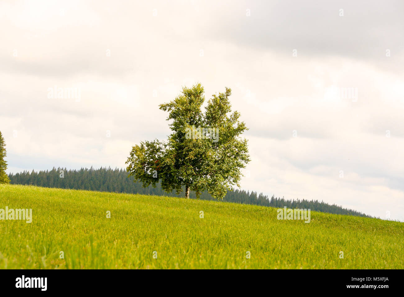 Lonely tree dans un champ vert dans la Forêt-Noire, Allemagne Banque D'Images