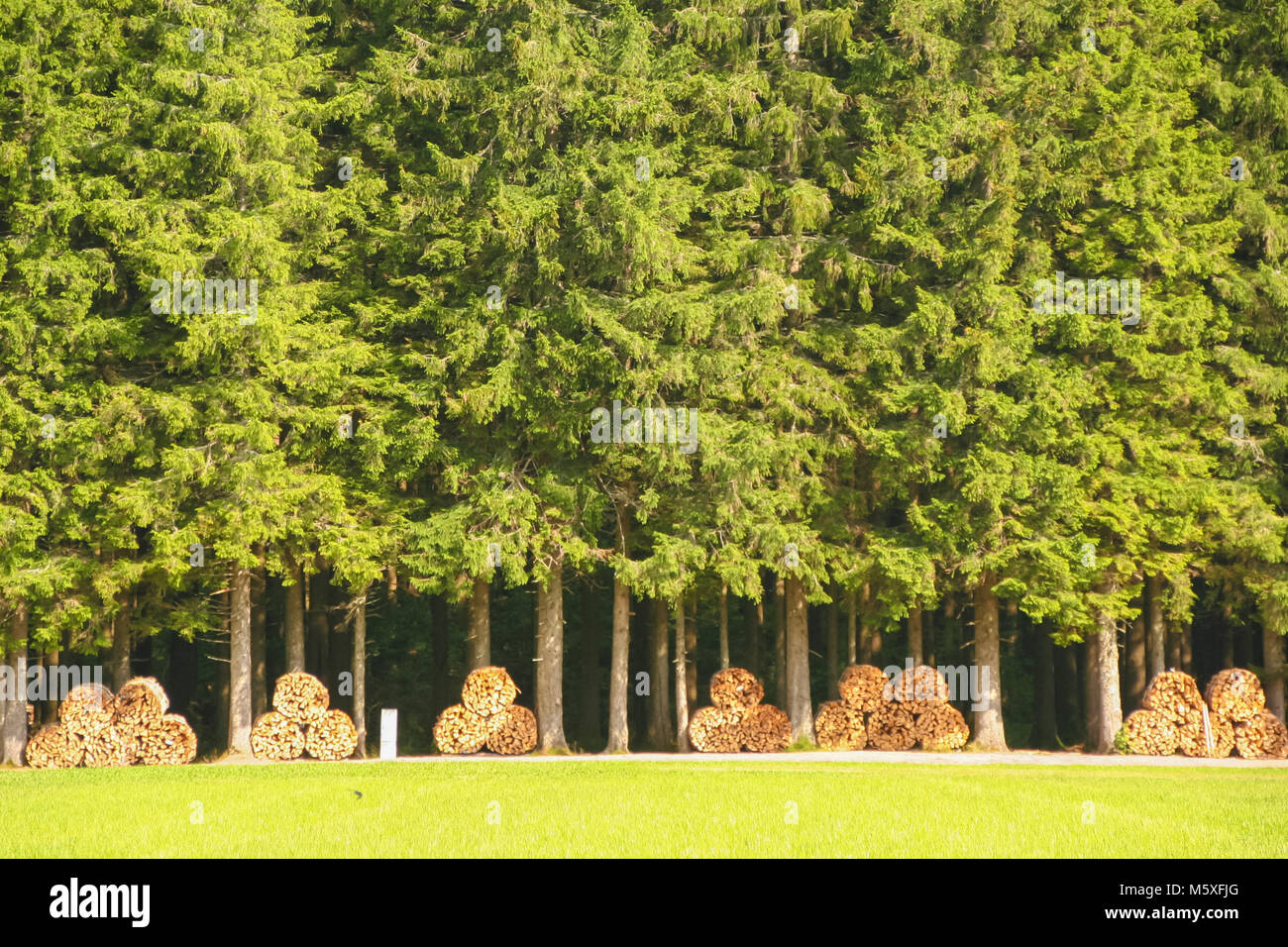 Ligne de pines avec bois coupé dans la Forêt-Noire, Allemagne Banque D'Images