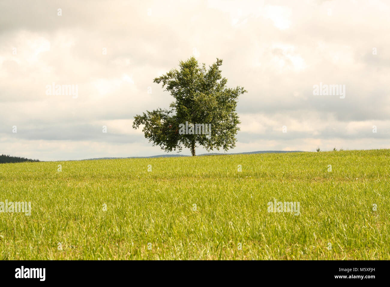 Lonely tree dans un champ vert dans la Forêt-Noire, Allemagne Banque D'Images