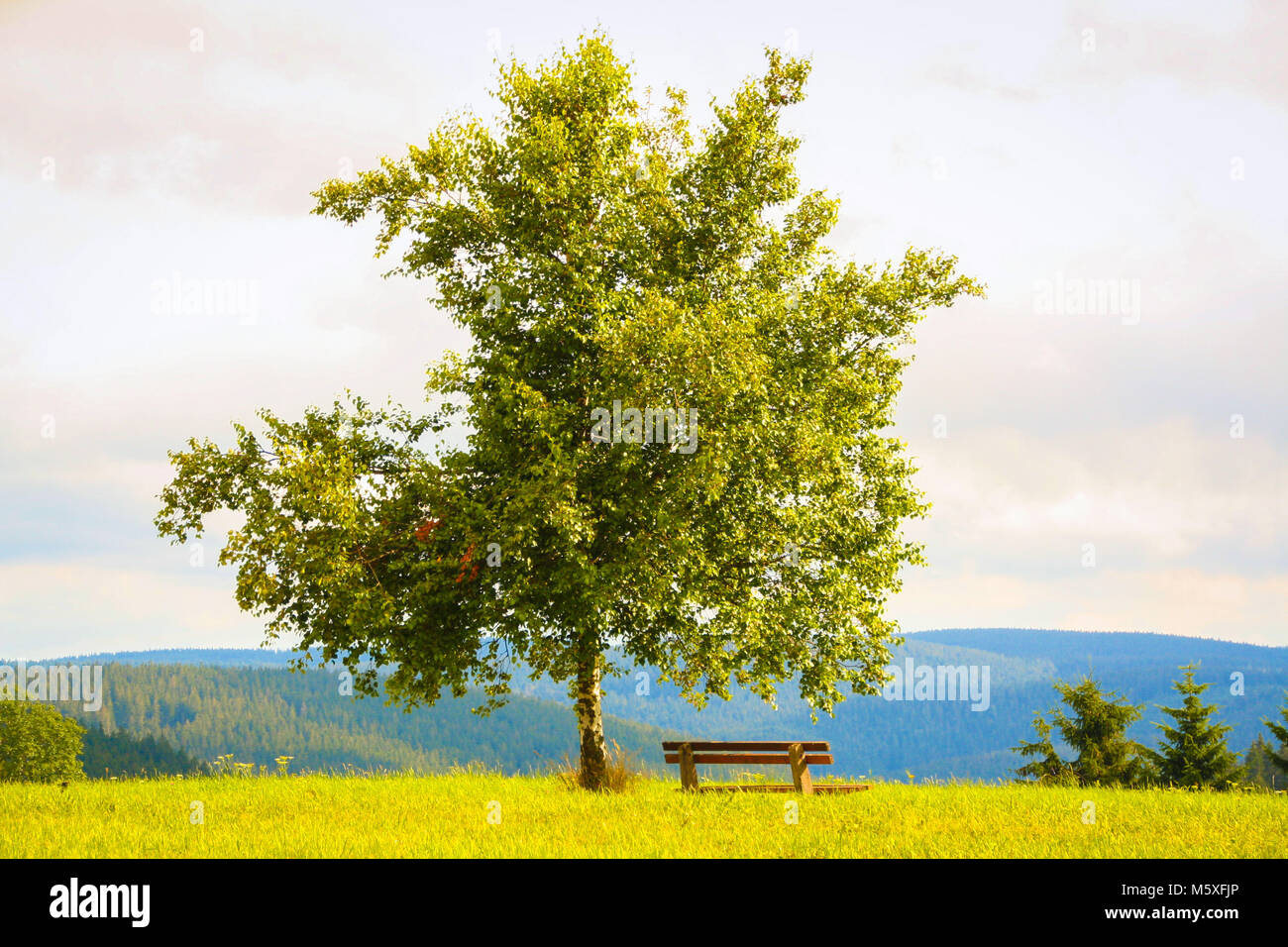 Lonely tree dans un champ vert dans la Forêt-Noire, Allemagne Banque D'Images