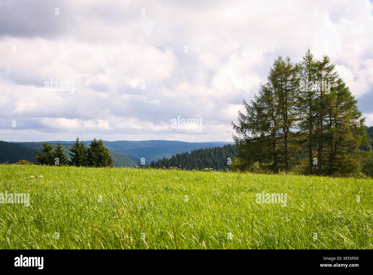 Paysage de forêt-noire, Schwarzwald, Allemagne Banque D'Images