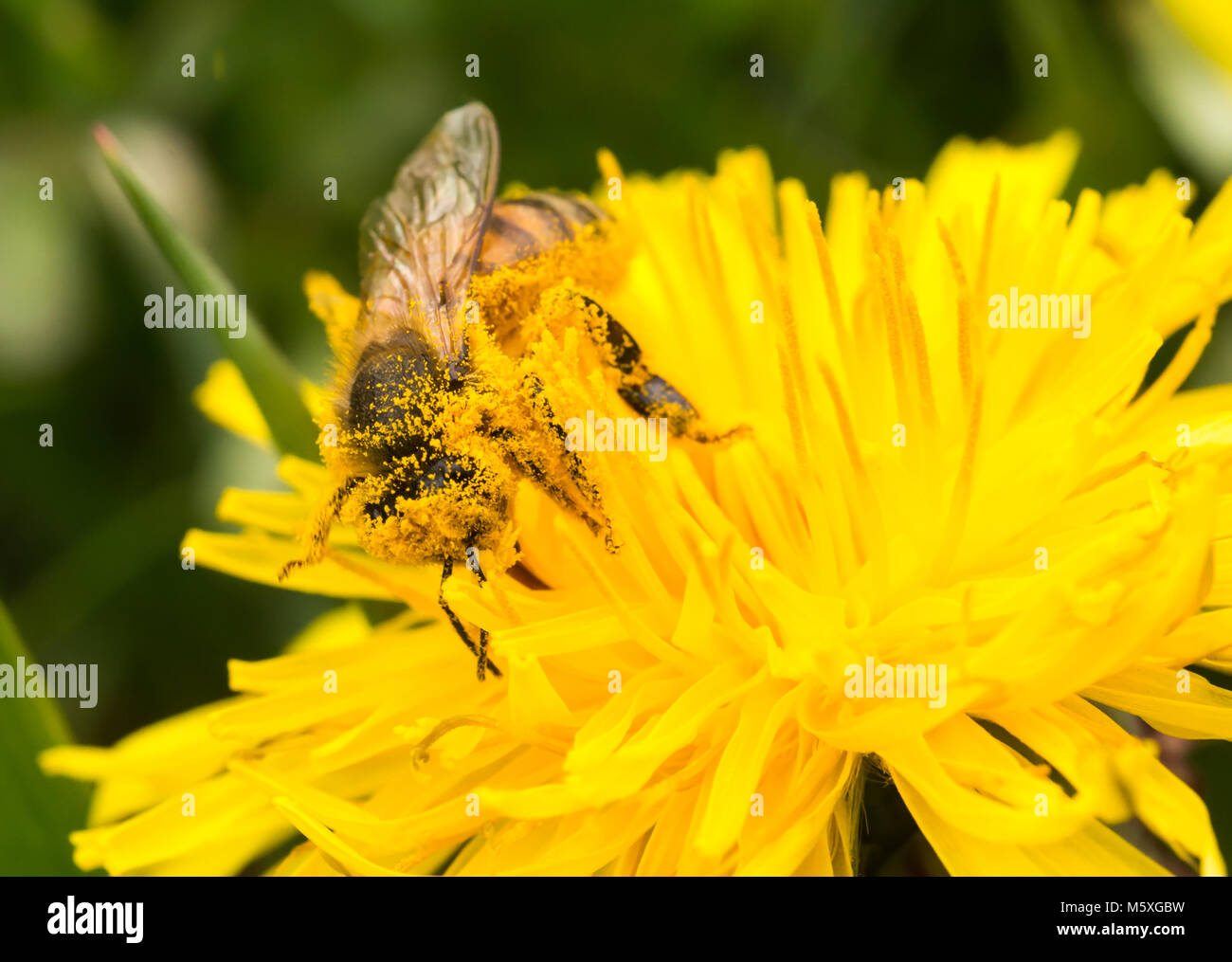 Abeille domestique (Apis mellifera) couvert de pollen, se nourrissant de pollen et la collecte d'un jaune pissenlit (Taraxacum officinale) Banque D'Images