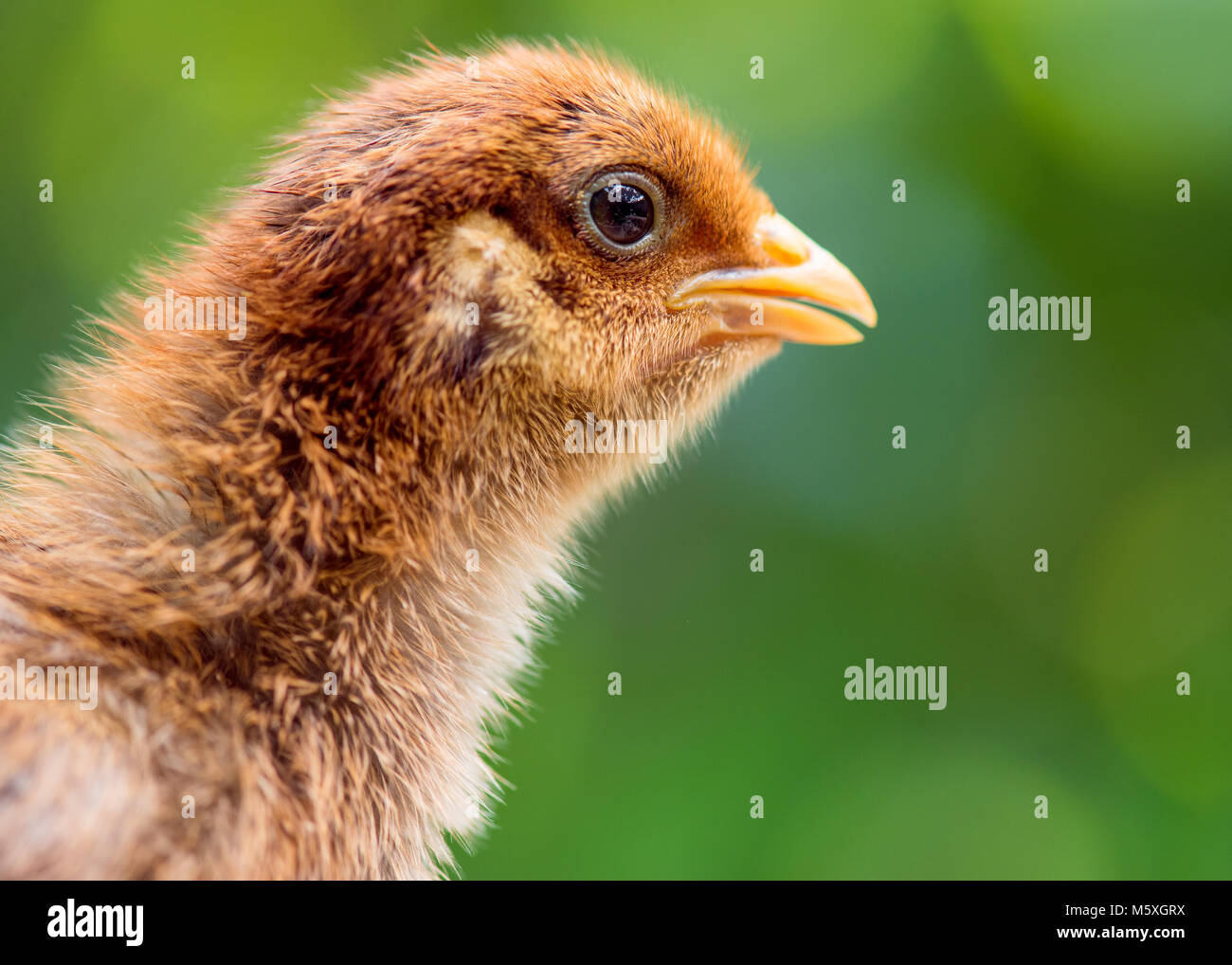 Mignon petit poulet nouveau-né Banque D'Images Mignon petit poulet nouveau-né Banque D'Images