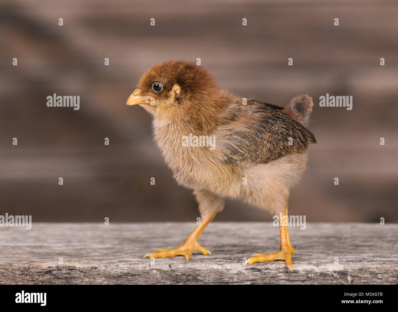 Mignon petit poulet nouveau-né Banque D'Images Mignon petit poulet nouveau-né Banque D'Images