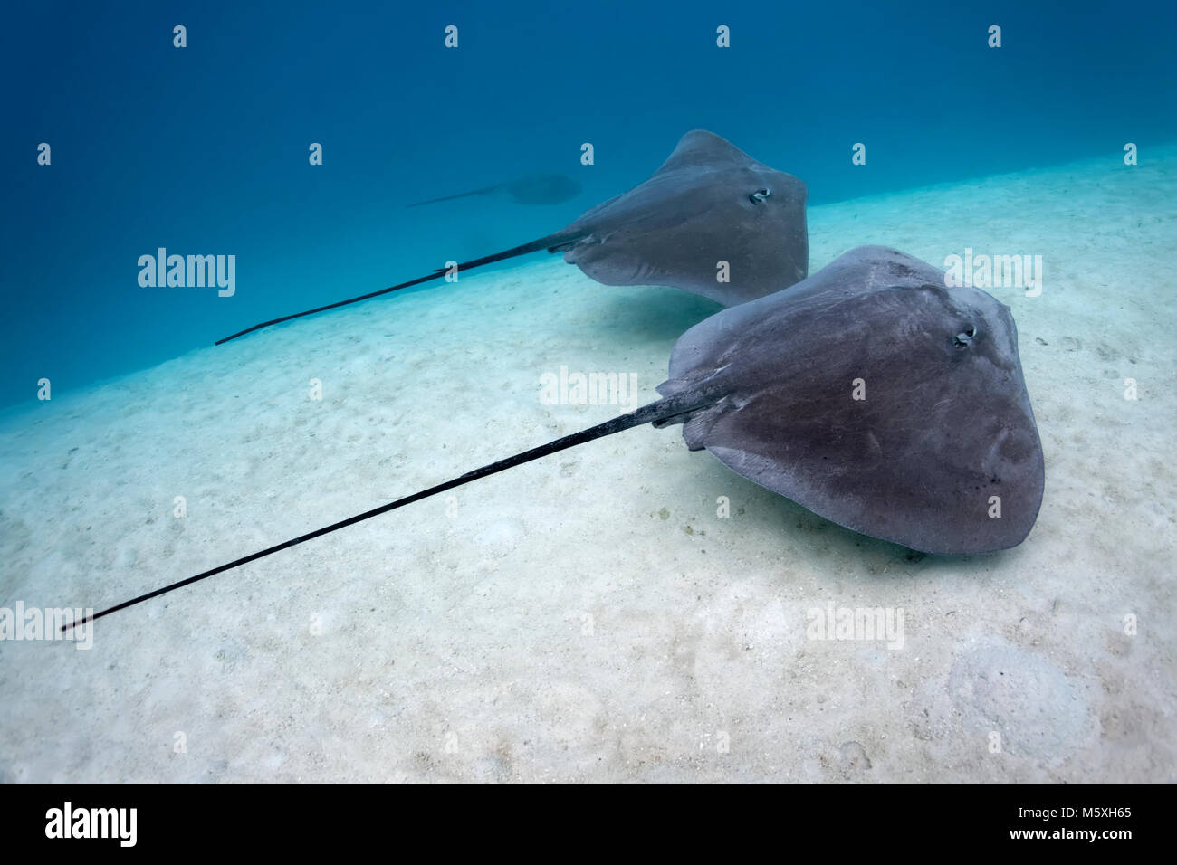 Whiprays rose (Himantura fai), baignade sur fond de sable, l'océan Pacifique, Moorea, Iles du Vent, Polynésie Française Banque D'Images