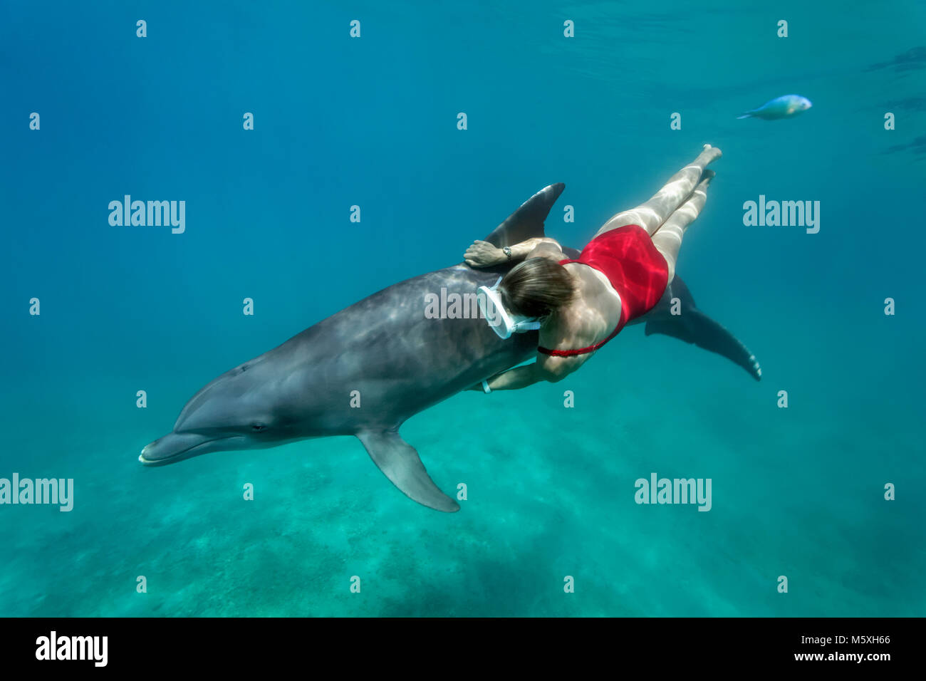 Avec l'apnéiste femelle grand dauphin (Tursiops truncatus), le Dolphin Center, captive, Moorea, îles du Vent Banque D'Images