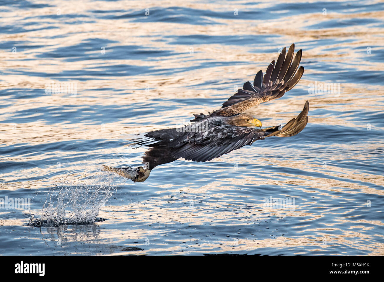 À queue blanche (Haliaeetus albicilla) saisit le poisson en vol, chasse au-dessus de l'eau, les îles Lofoten, Norvège Banque D'Images